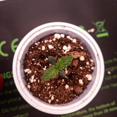Seed Supplier Project