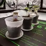 Positronics Seeds Test +1