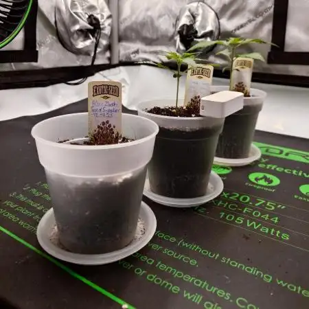 Positronics Seeds Test +1