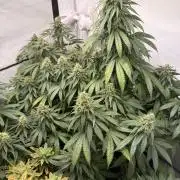 Community Seeds Grow