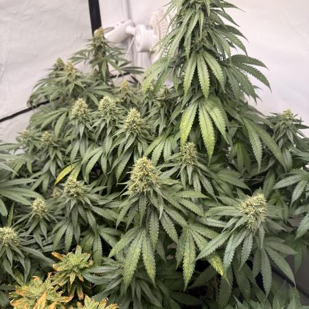 Community Seeds Grow