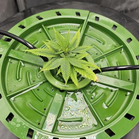 Southpaw OG Fullflow