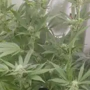 Magical.Terps