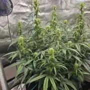 Dos is dos & Moby Dick