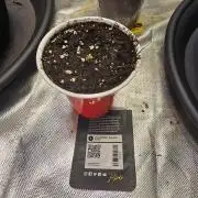 Strawberry banana auto