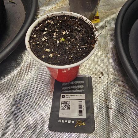 Strawberry banana auto