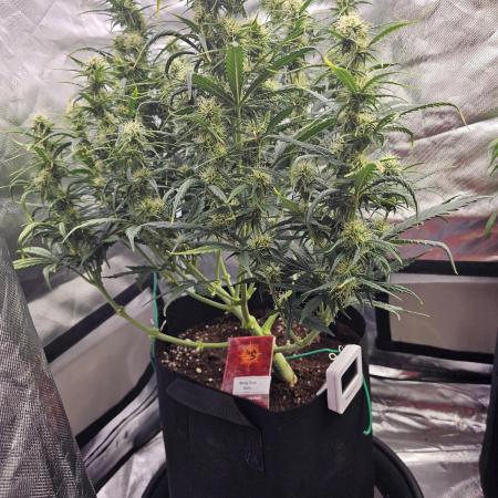 Dos is dos & Moby Dick