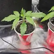 Dos is dos & Moby Dick