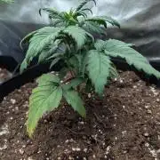 Strawberry Gorilla