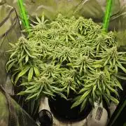 Dos is dos & Moby Dick