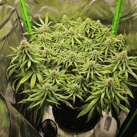 Dos is dos & Moby Dick