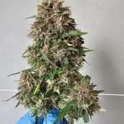 Purple lemonade