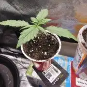 Strawberry banana auto