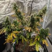 Cheese Auto 🧀