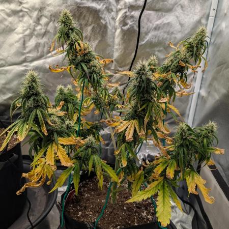 Cheese Auto 🧀