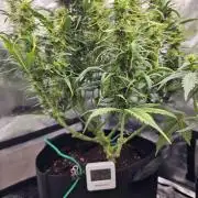 Dos is dos & Moby Dick