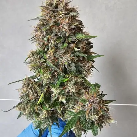 Purple lemonade