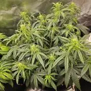 Dos is dos & Moby Dick