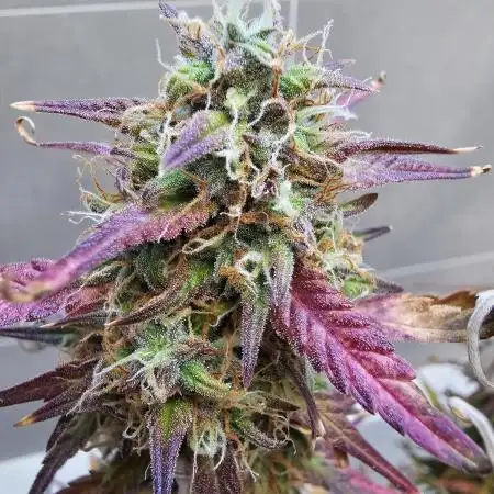 Original blueberry