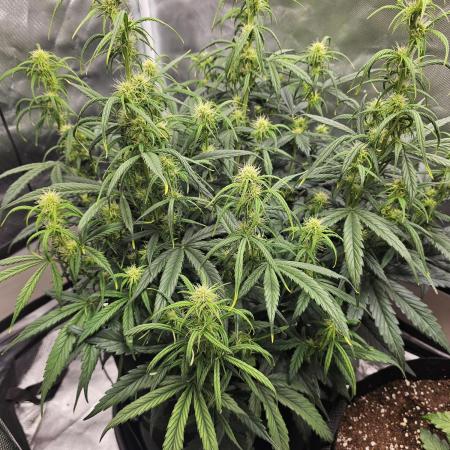 Dos is dos & Moby Dick