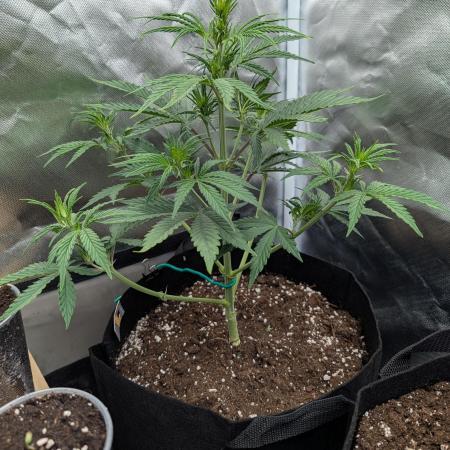 Amnesia Gold