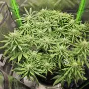 Dos is dos & Moby Dick