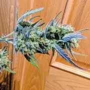 Strawberry banana auto