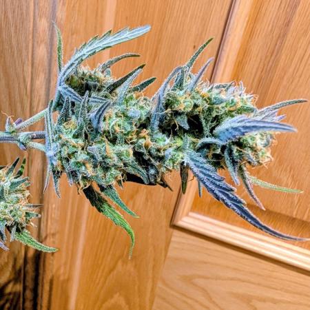 Strawberry banana auto