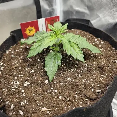 Cheese Auto 🧀