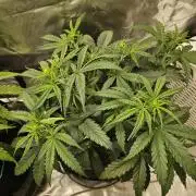 Dos is dos & Moby Dick