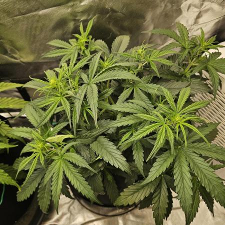 Dos is dos & Moby Dick