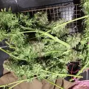 Dos is dos & Moby Dick