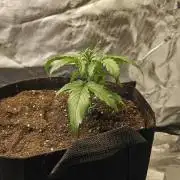 Dos is dos & Moby Dick