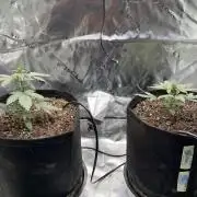 Autos 2026 first run