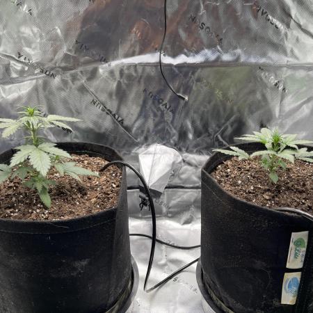Autos 2026 first run
