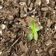 Autos 2026 first run