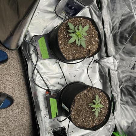 Autos 2026 first run