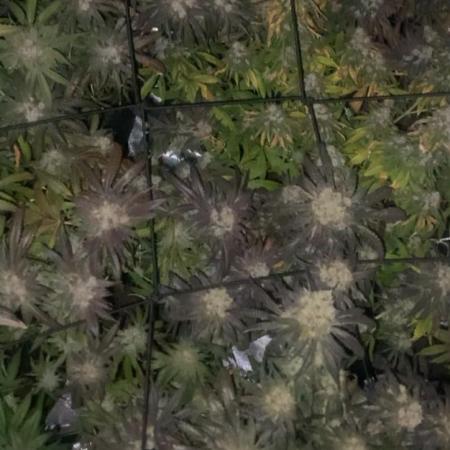 First indoor grow