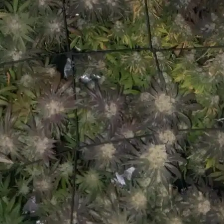First indoor grow