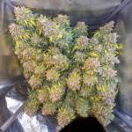 Pineapple Express (from FastBud)