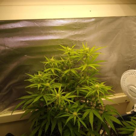Hyperion f1 (Indoor)