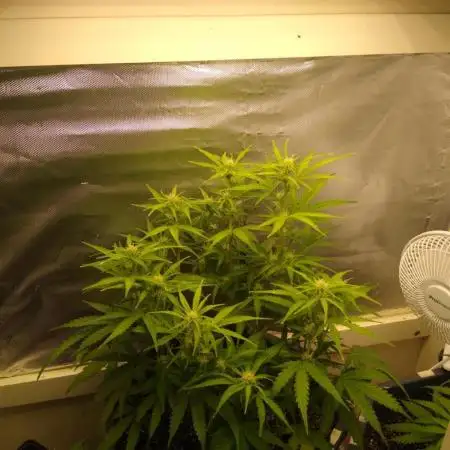 Hyperion f1 (Indoor)