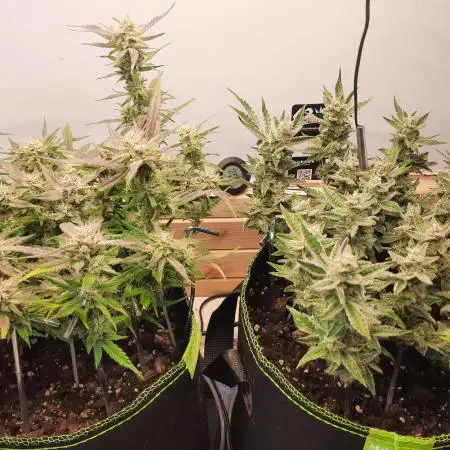 Herbstgrow