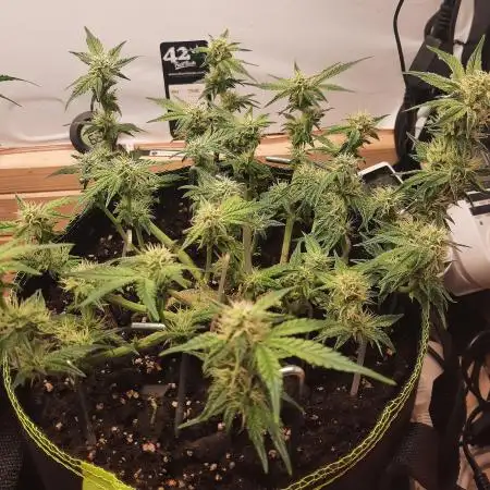 Herbstgrow