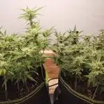 Herbstgrow