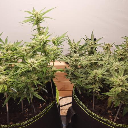 Herbstgrow