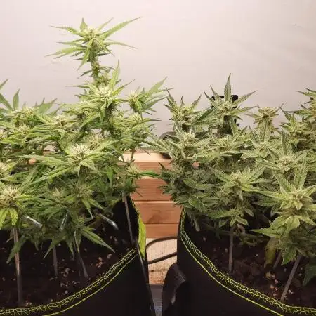 Herbstgrow
