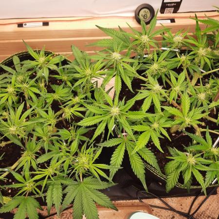 Herbstgrow