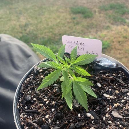 My grow for my birthday