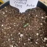 My grow for my birthday